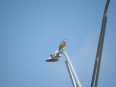 Accipiter cooperii