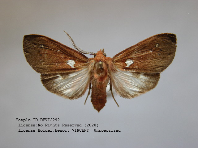 Hyperthaema albipuncta