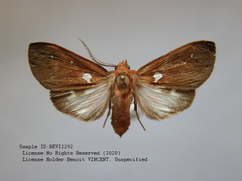 Hyperthaema albipuncta