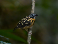 Hylophylax naevius