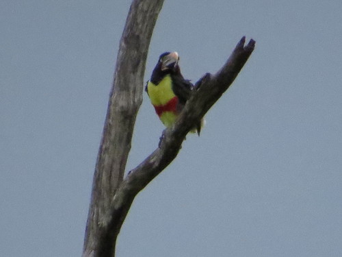 Chestnut-eared Aracari