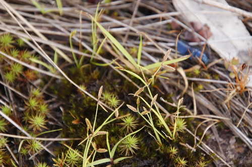 Polytrichum subpilosum image