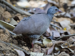 Crypturellus tataupa