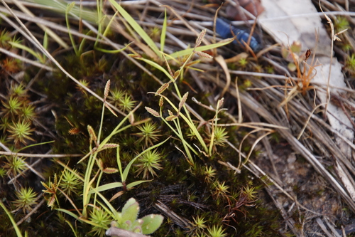 Polytrichum subpilosum image