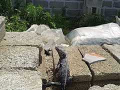 Ctenosaura acanthura