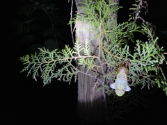 Hyalessa maculaticollis
