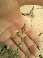 Lepidium aucheri