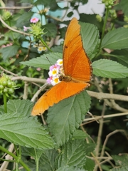 Dryas iulia