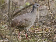 Crypturellus parvirostris