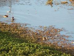 Jacana jacana