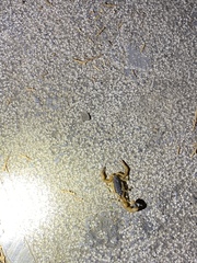 Olivierus martensii