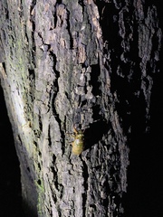 Hyalessa maculaticollis