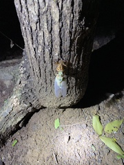 Hyalessa maculaticollis