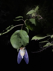 Hyalessa maculaticollis