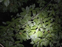Castanea mollissima
