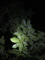 Castanea seguinii