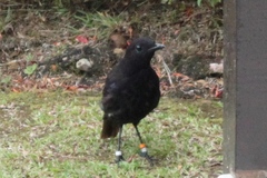 Myophonus borneensis