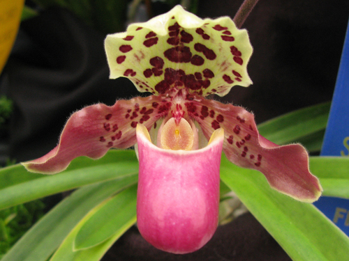 Paphiopedilum henryanum