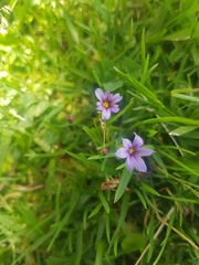 Sisyrinchium rosulatum