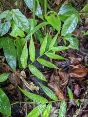Ichnanthus pallens