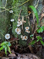 Ripartitella brasiliensis