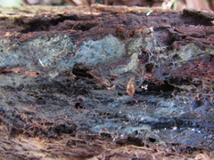 Byssocorticium pulchrum