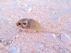 Perognathus
