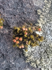 Schistidium rivulare