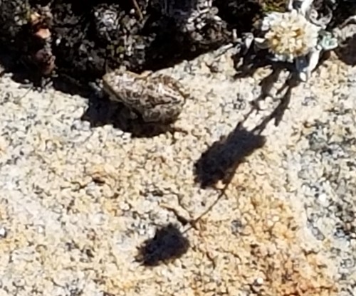 iNaturalist observation photo of Pacific chorus frog