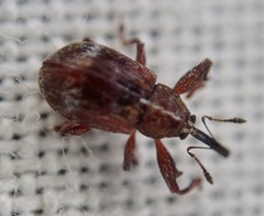 Anthonomus bituberculatus