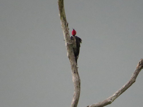 Crimson-crested Woodpecker