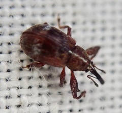 Anthonomus bituberculatus