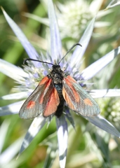 Zygaena contaminei