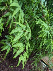 Dicranopteris flexuosa
