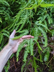 Dicranopteris flexuosa
