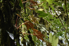 Begonia acerifolia