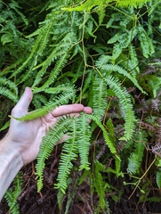 Dicranopteris flexuosa