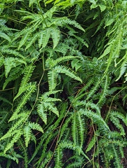 Dicranopteris flexuosa