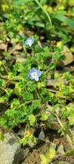 Veronica persica