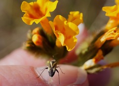 Plagiognathus moerens