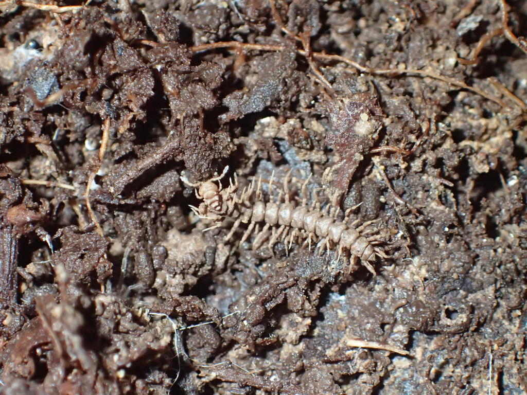 Pandirodesmus jaggernauthi