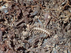 Pandirodesmus jaggernauthi