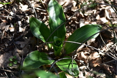 Lilium candidum