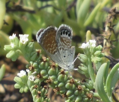 Brephidium exilis exilis