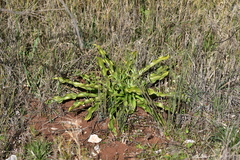 Lilium candidum