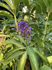 Dichorisandra thyrsiflora