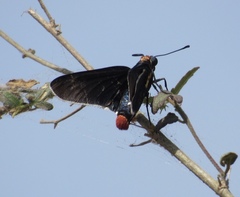 Mysoria affinis