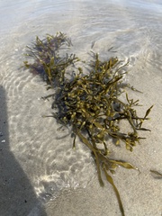 Ascophyllum nodosum