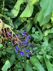 Dichorisandra thyrsiflora