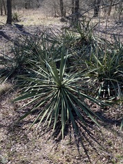 Yucca pallida